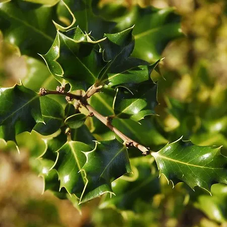 Sierra De Lantställe *